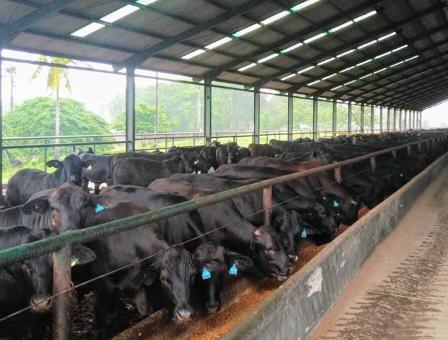 Cattle on feed at a JJAA feedlot in Sumatra.