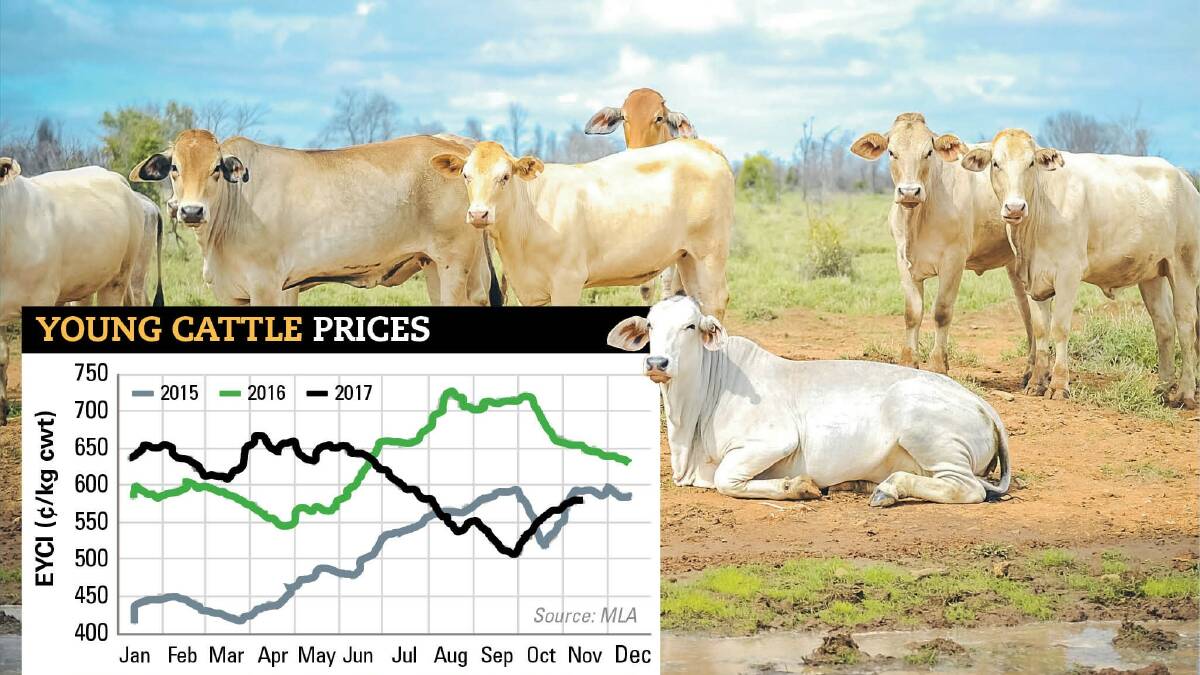 It had its ups and downs but the cattle market continued to travel at historically high levels through 2017. The Eastern Young Cattle Indicator (EYCI) is now sitting in the high 500c/kg and expected to hover there until Christmas.