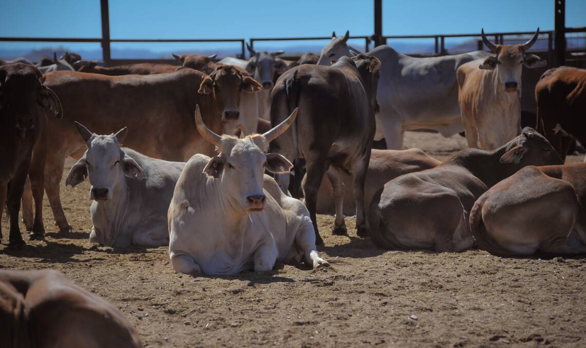 McDonald family Devoncourt cattle in western Queensland. Picture by Kelly Butterworth.