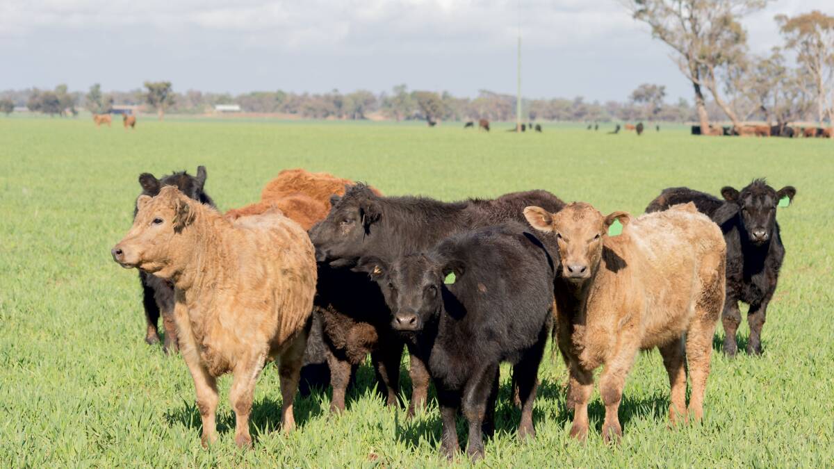 Cattle producers shape up for a super spring