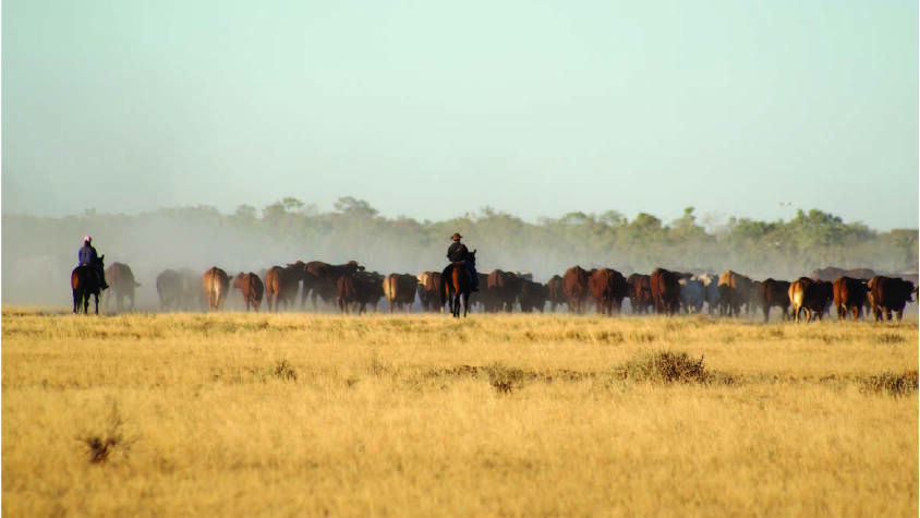 The high profile of bids for the Kidman cattle empire has served to boost investor interest in the beef industry.