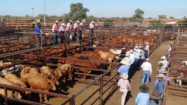 What's driving the cattle market's about-turn