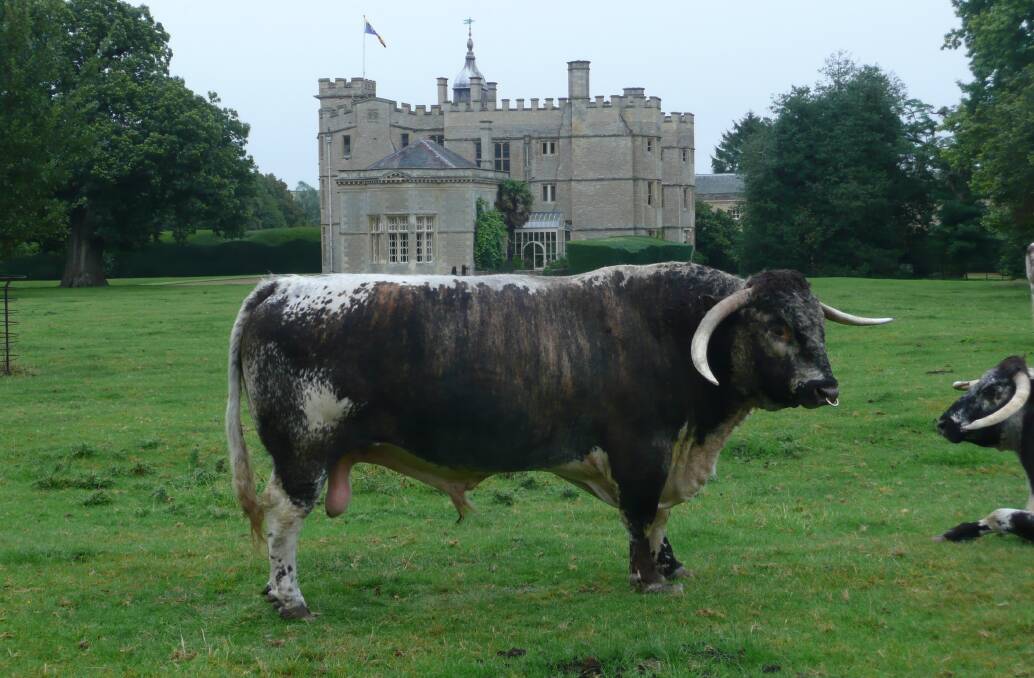 The rising nine-year-old bull Blackbrook Moonraker, from Rousham Castle in England, which runs one of the oldest English Longhorn herds in the UK. His bloodline was imported by SA producer Richard Gunner.