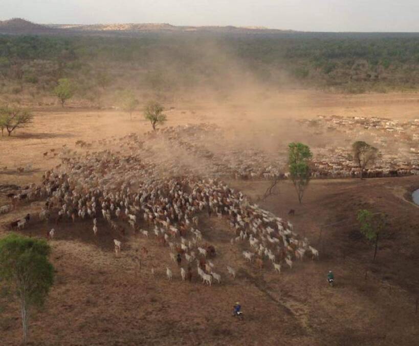 ROMANTIC: Mustering cattle on Brett Cattle Company country in the Northern Territory. It's photos like these that attract workers, say the Bretts.
