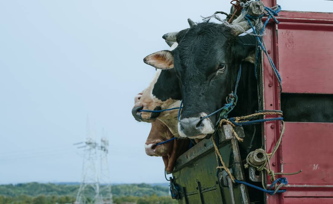 Cattle are transported in Central Java, Indonesia. Picture by Afif Ramdhasuma on Unsplash.