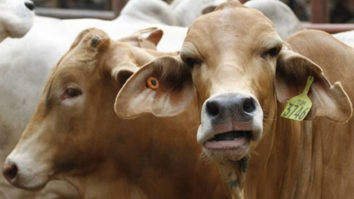 A file photo of Australian cattle destined for Indonesia. 