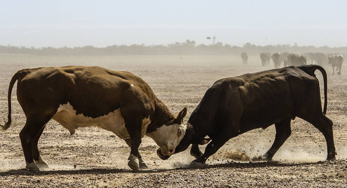 GETTING SERIOUS: Cattle supply and demand are now butting heads in a severe way. IMAGE: Ann Britton