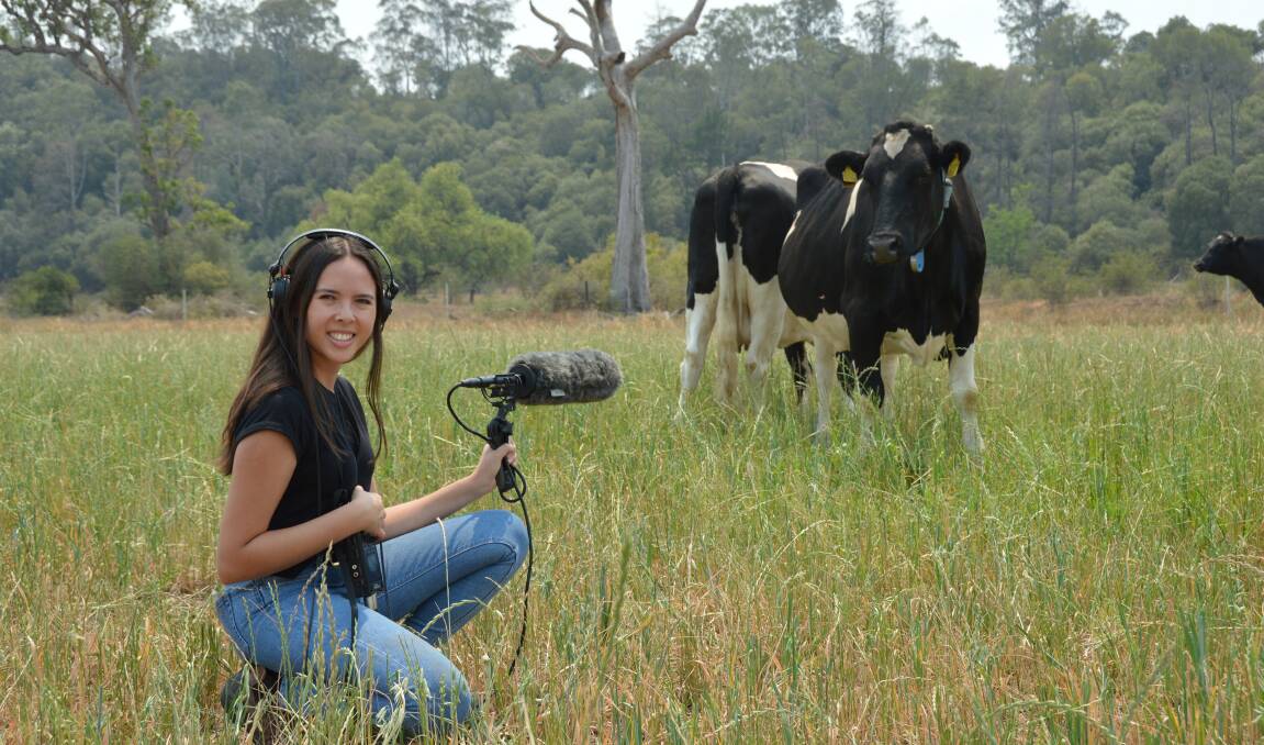 PARDON MOO: University of NSW PhD student Alexandra Green has been recording cattle vocals in the niche science of bioacoustics. Photo: Lynne Gardner