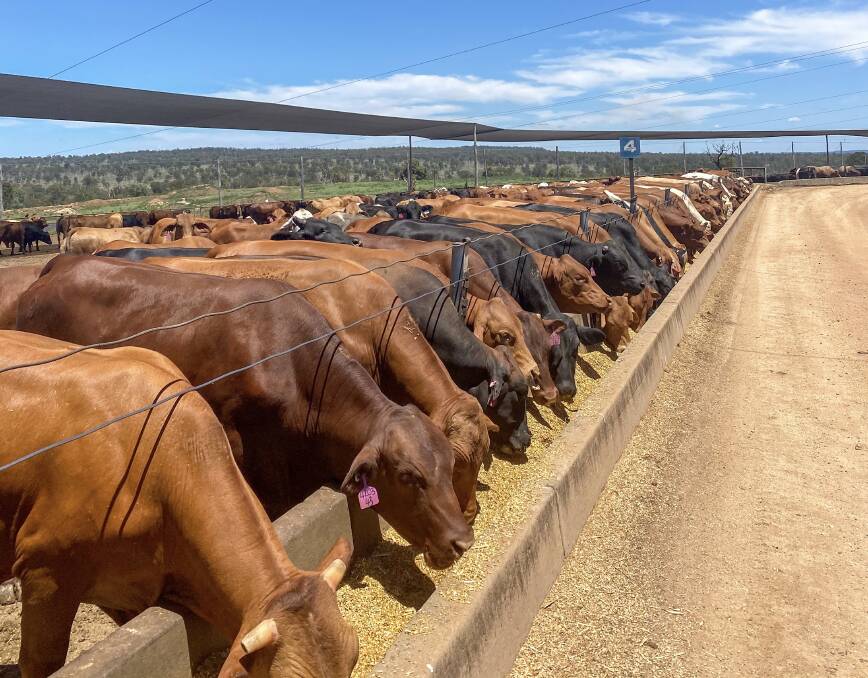 Cattle on feed at Smithfield.