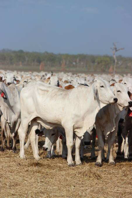 Brazilian cattle in Vietnam could have an upside for Australia