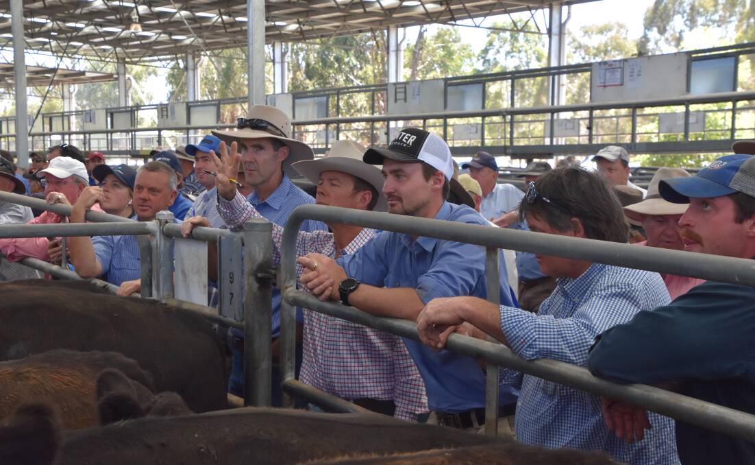 PUSHED UP: The hectic buyer action at Yea on Friday, where Angus steers sold to a top of $2240. The sale wrapped up a week of back-to-back weaner markets across north-eastern Victoria, the Western District and Gippsland where close to 40,000 calves were sold. PHOTO: Bryce Eishold