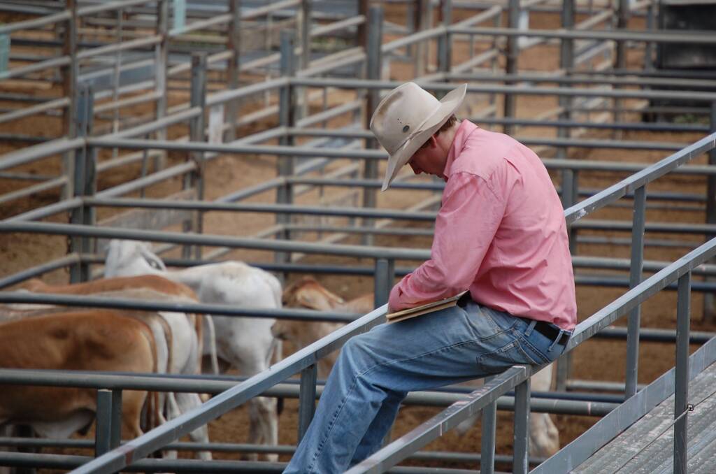 It's almost time to close the books for the 2022 cattle market. Picture by Ashley Walmsley.