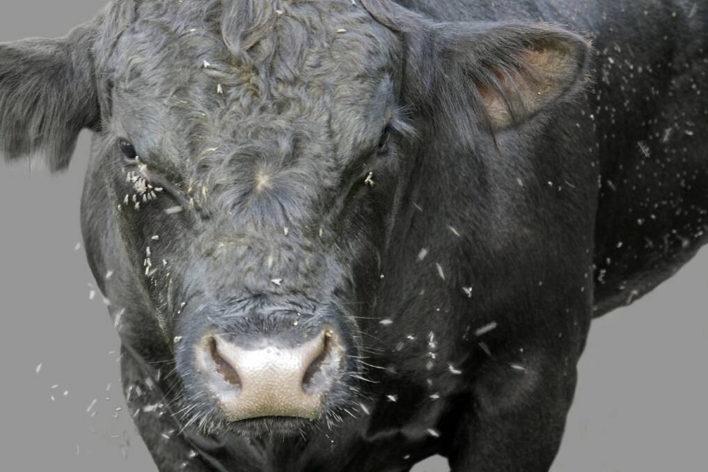 The bacterium that could wipe out buffalo fly