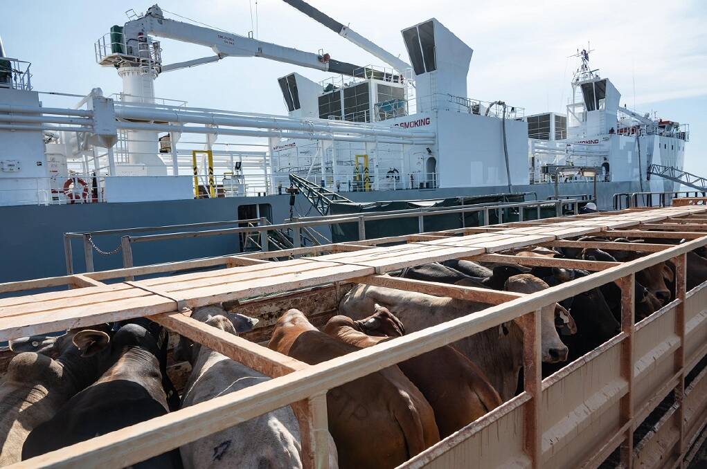 A file image of Australian cattle being loaded in Darwin for shipment overseas. Picture by Jess Wright.