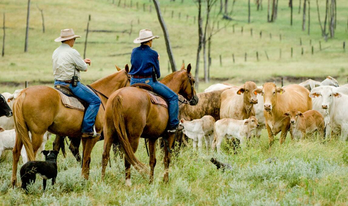 Paul and Marina Wright mustering cattle.