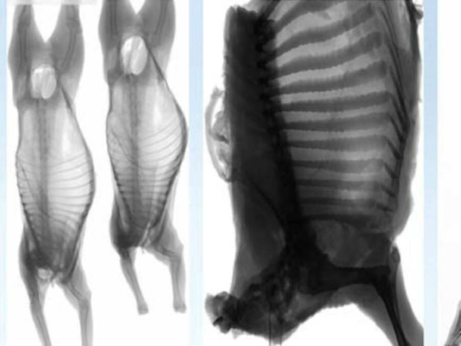 Carcase images created by dual energy x-ray absorptiometry (DEXA) technology.