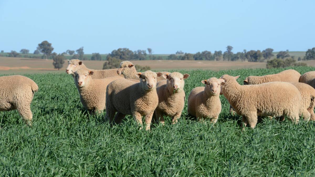 Rain likely to reverse spring flush lamb price drop