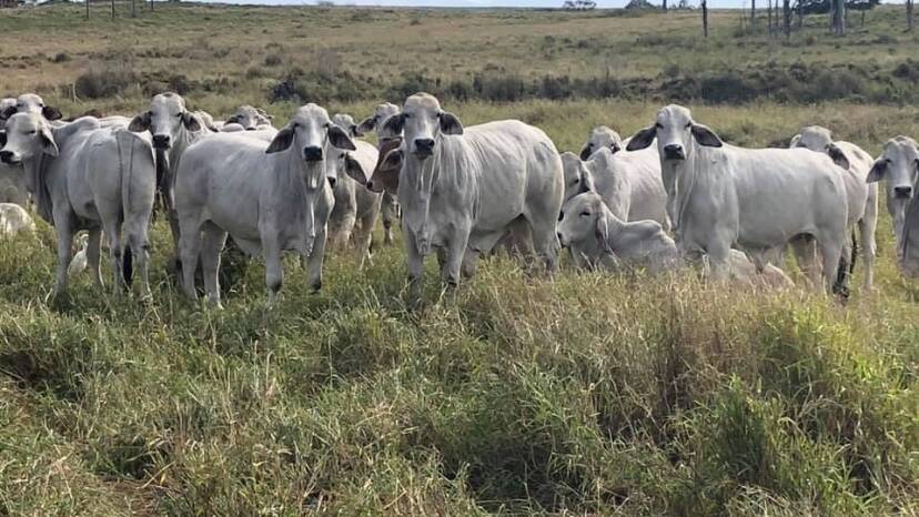 Bucca Partnership cattle.