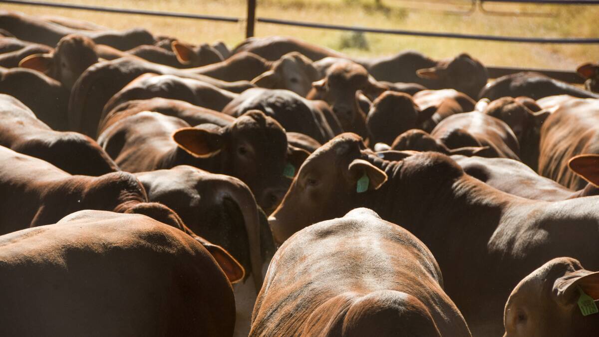 Bold options to reset red meat industry