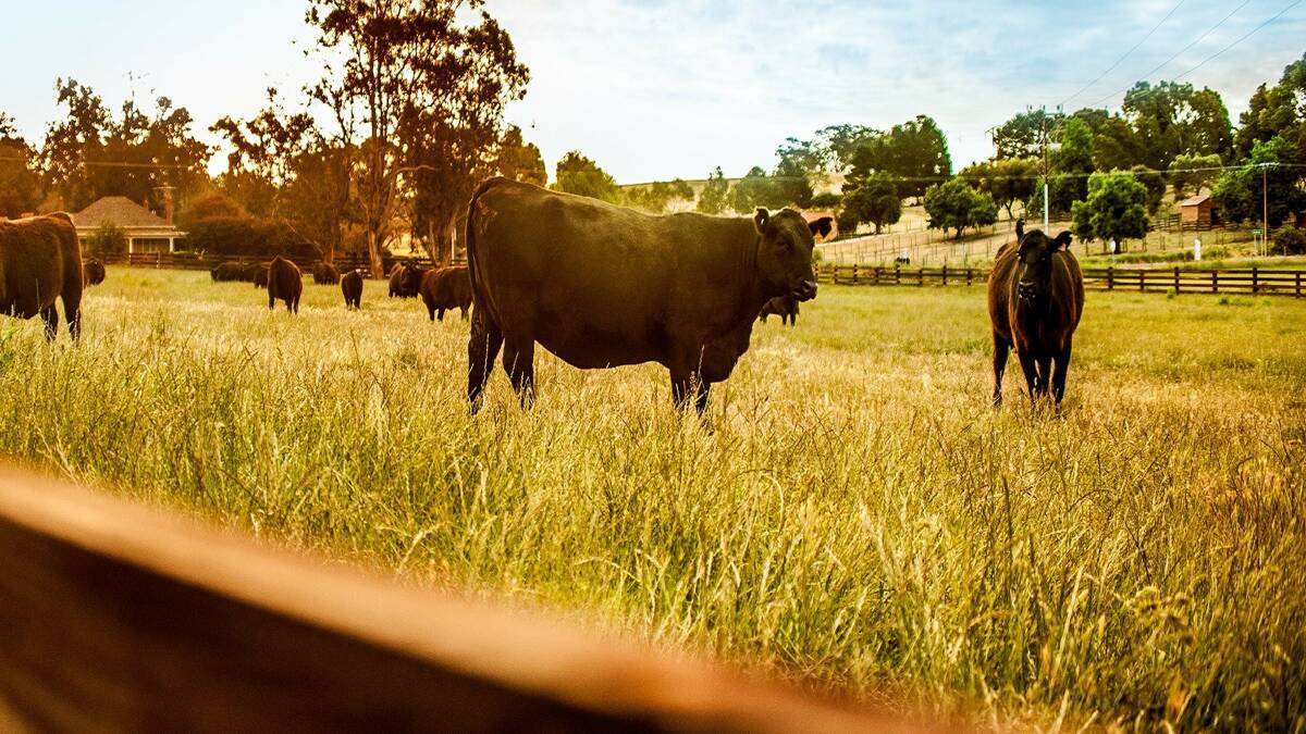 TFI owned Angus Pure cattle at the Thomas’ property in the Adelaide Hills.