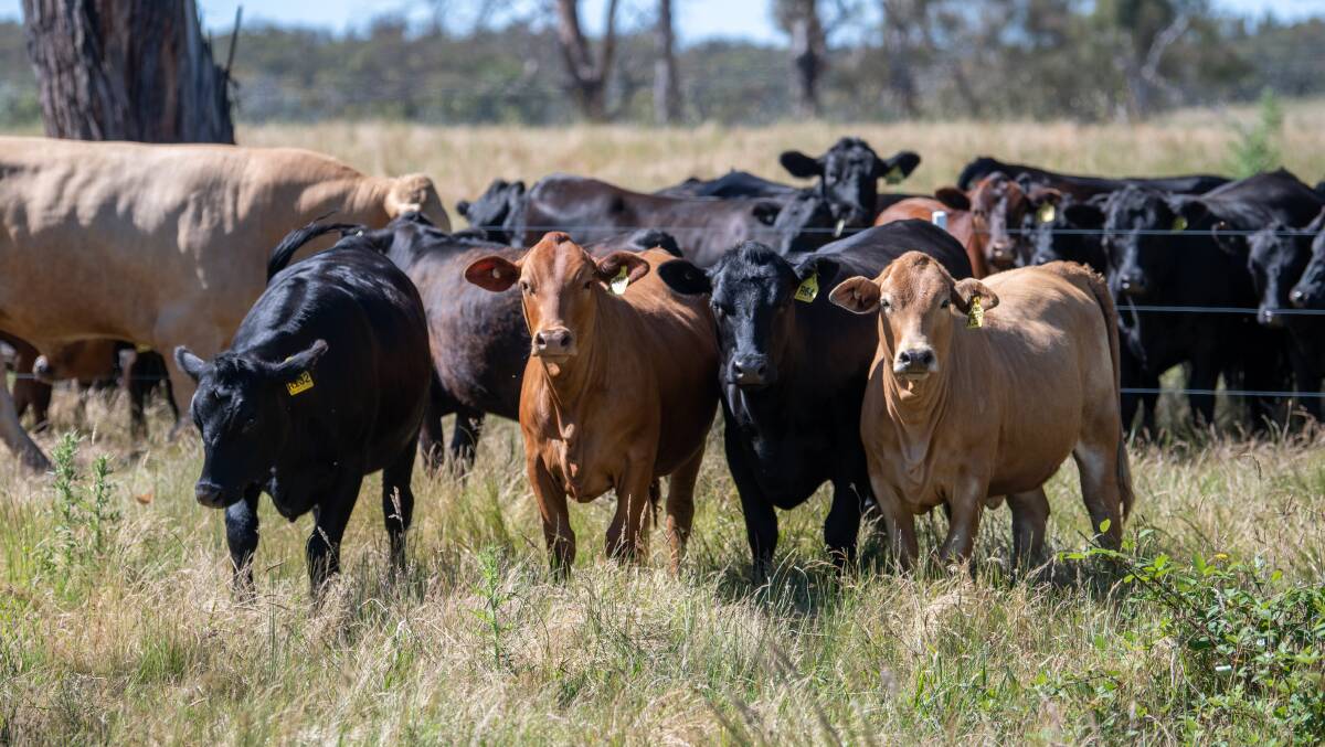 Angus and composite heifers at Twynam's NSW property Wingello Park. IMAGE: Laura Van Rees. 