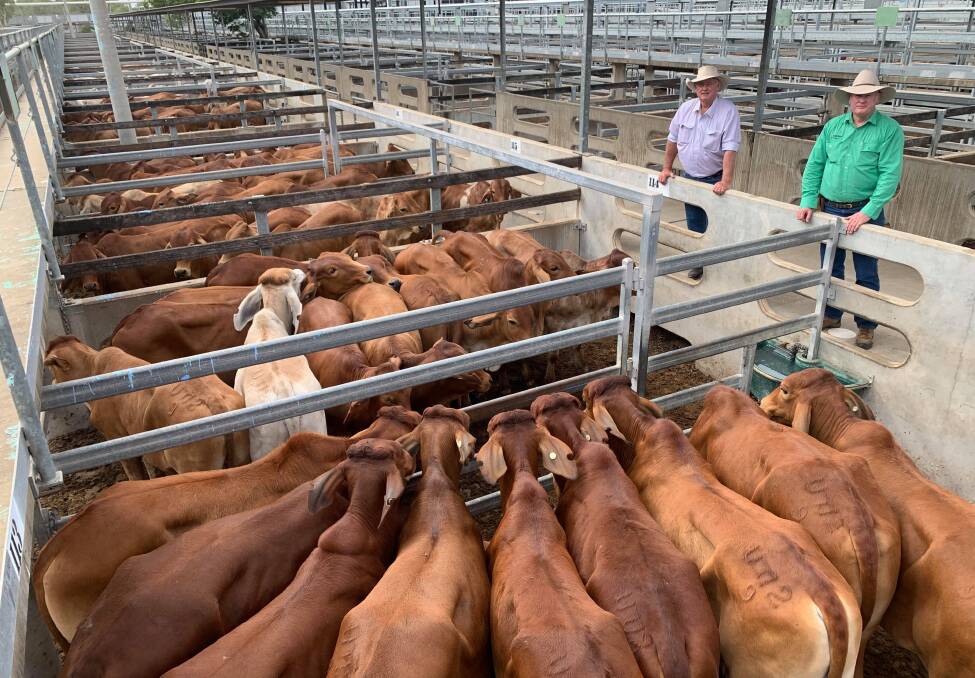 GOOD LINE: Wallace Gunthorpe, Tarramba at Banana and Julian Laver, Nutrien Ag Solutions Rockhampton, with a line of Brahman steers purchased at Gracemere by Mr Gunthorpe for 378.2c/kg, averaging 326kg.