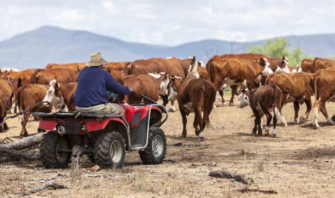 MLA's first cattle industry projections for 2024 say the herd has entered a maintenance phase. 