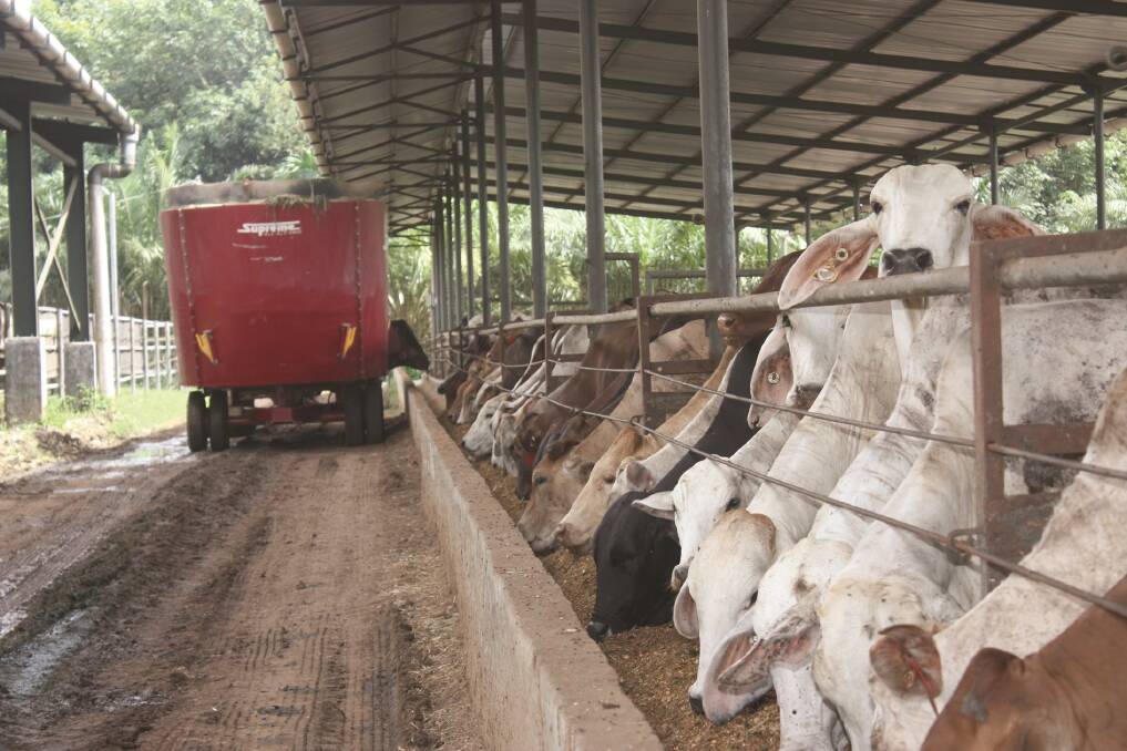 TOUGH TIMES: Feedlotting of Australian-bred cattle in Indonesia is under heavy price pressure.