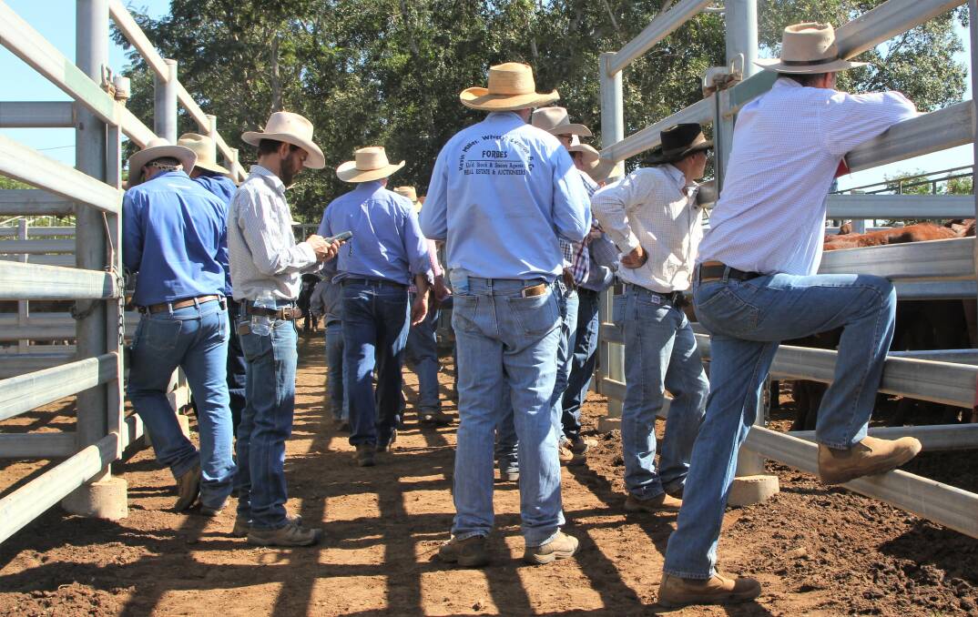 STAYING STRONG: The strength in the cattle market continues to hold, prompting talk the forecast 'second-half' decline might be smaller, and later. IMAGE: Sally Gall 