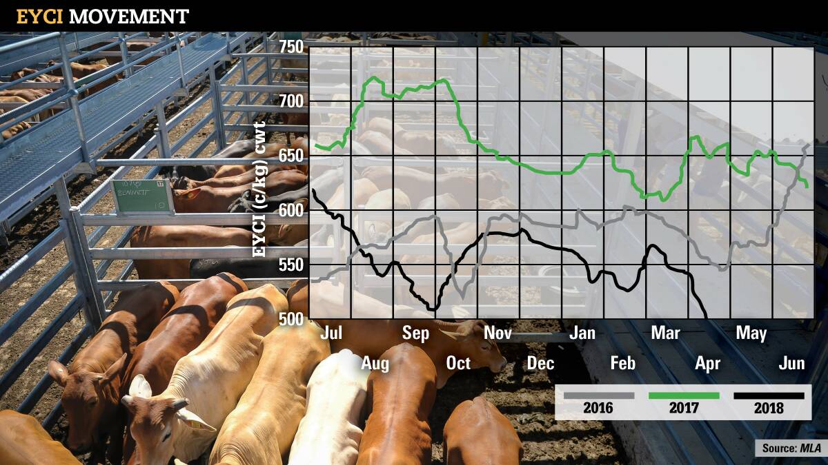 Cattle market falls faster, heavier than expected