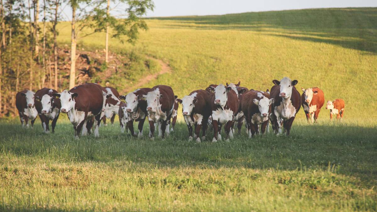 Who will speak for grass-fed cattle producers?