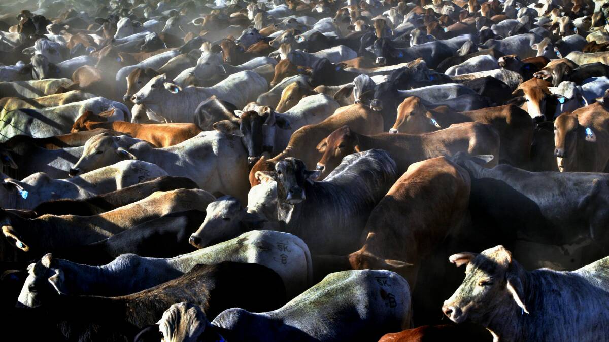 Reality check for beef producers in the shift from volume to quality