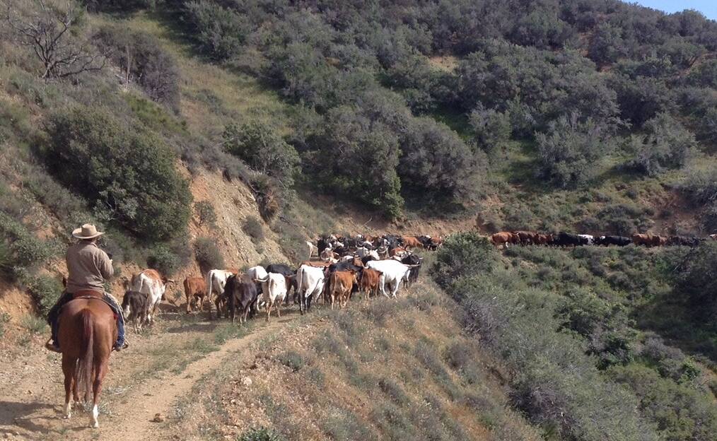 Cattle are mustered on Ritter Ranch in he Serra Pelona Mountains northeast of Los Angeles.