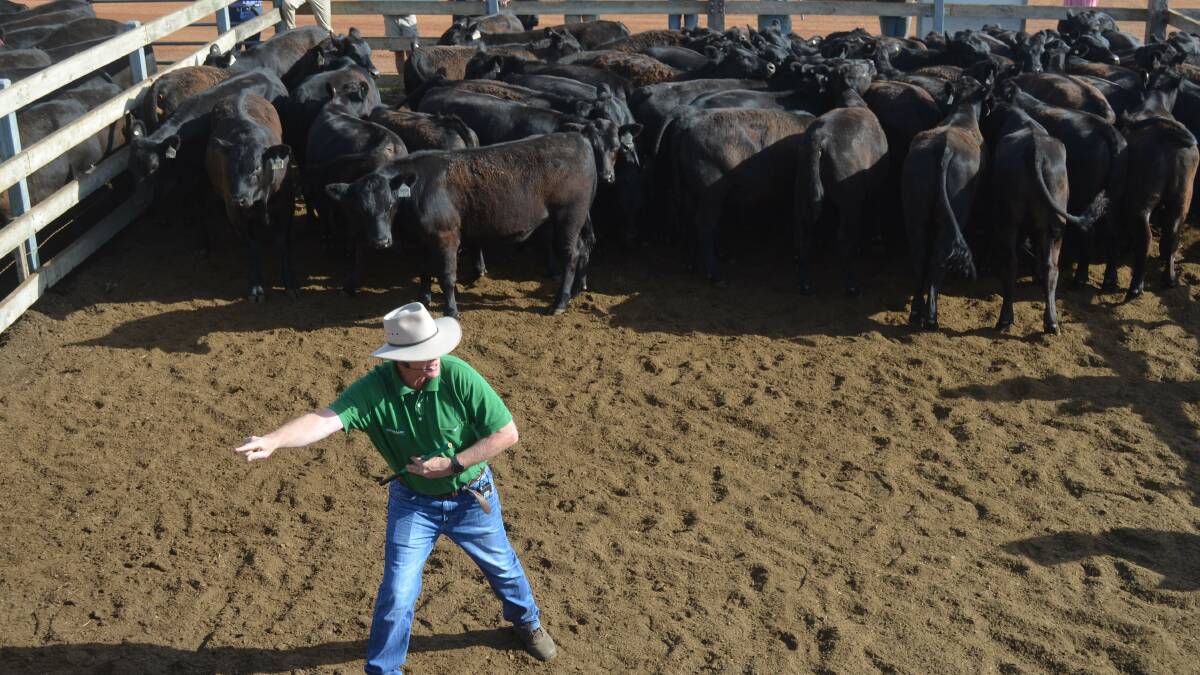 Landmark Casterton's Greg Bright working the crowd at a Victorian steer weaner sale this week. The 50 steers, average weight 363 kilograms, made 329 cents a kg.