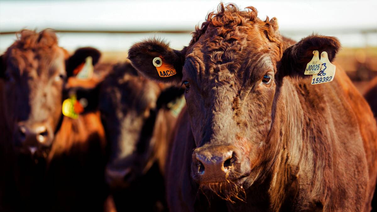 Budget millions to boost beef exports welcomed
