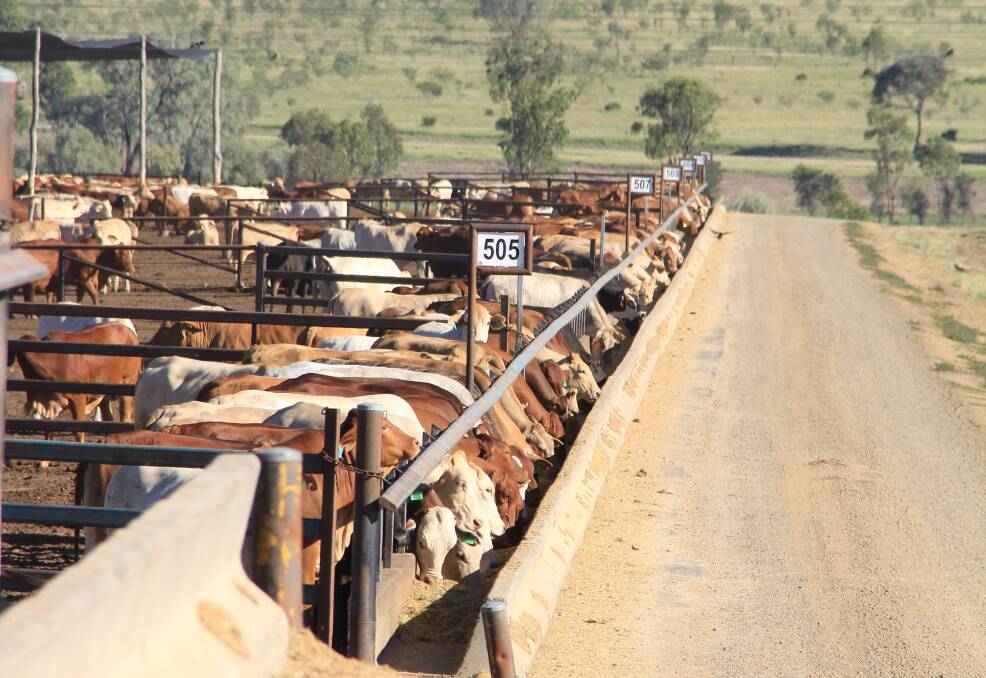 Numbers of cattle on feed hold strong