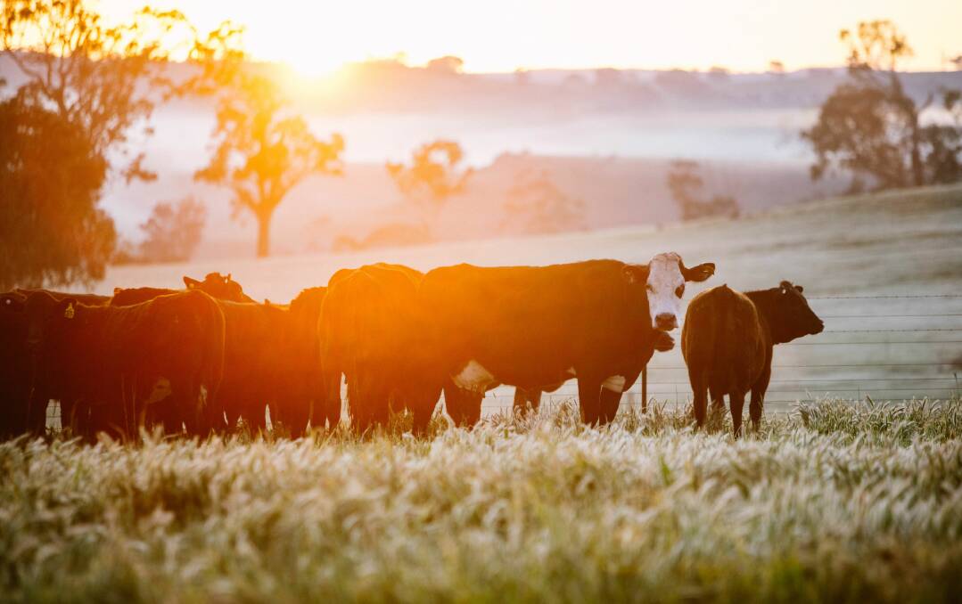 There are cattle enjoying spectacular views on very expensive parcels of land around Australia,