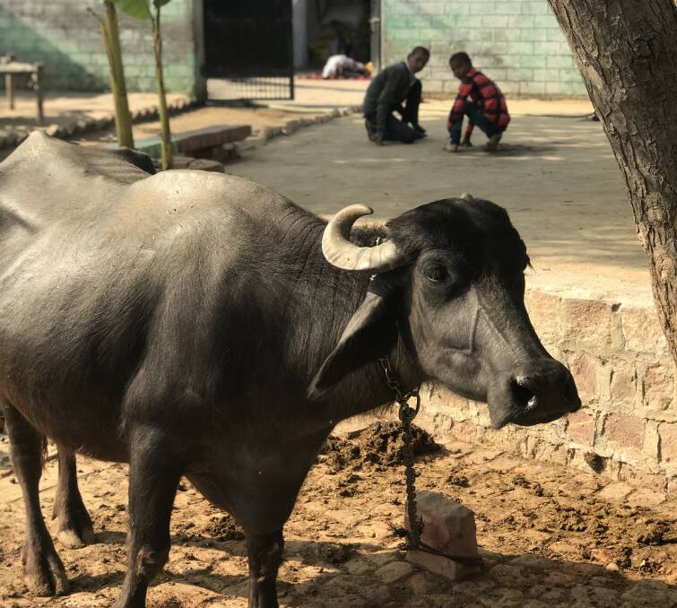 WHAT EFFECT: Indian buffalo is having a big impact on Indonesia's fresh meat trade. LiveCorp is looking to better understand the situation via consumer research. PHOTO: Mary Raynes