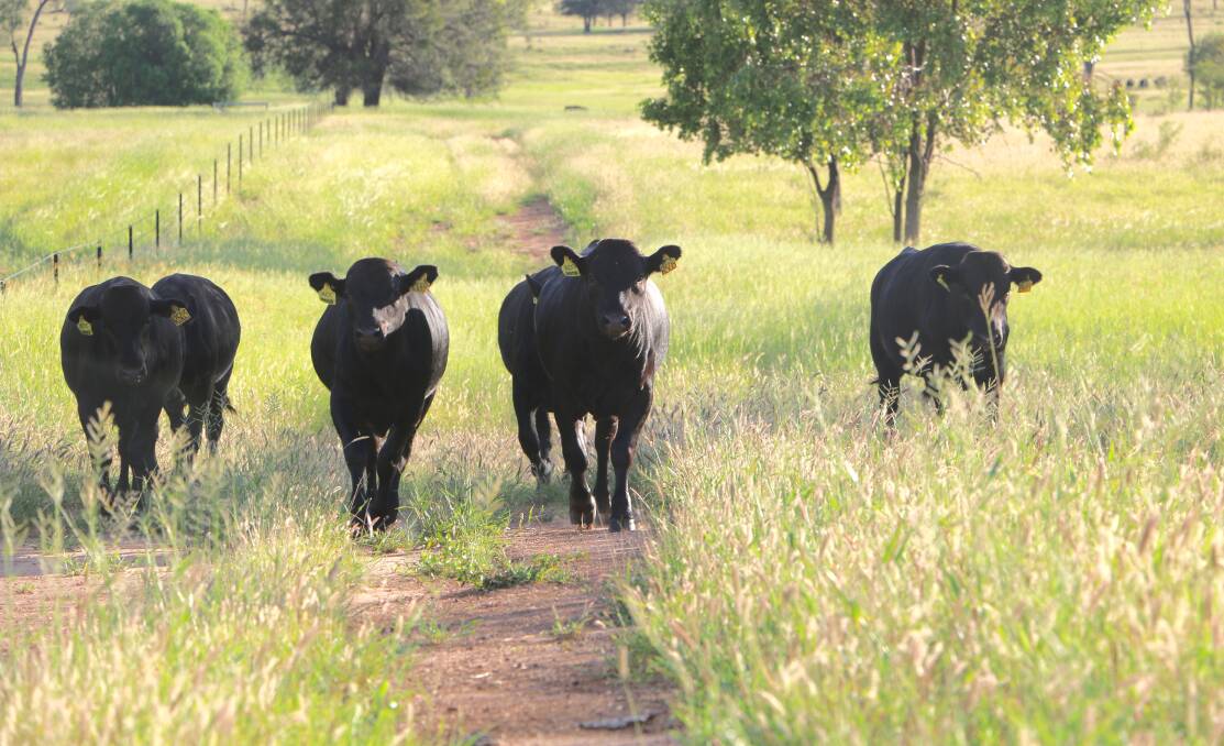 ACC cattle at Brindley Park, near Roma, in Queensland. IMAGE: Nancy Gray