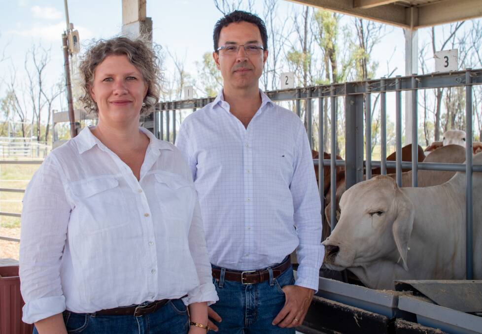 Animal production scientists Dr Karen Eyre and associate professor Luis Prada e Silva, from UQ's Queensland Alliance for Agriculture and Food Innovation, have now finalised a large body of work into nitrogen efficiency in cattle. Picture supplied by UQ.