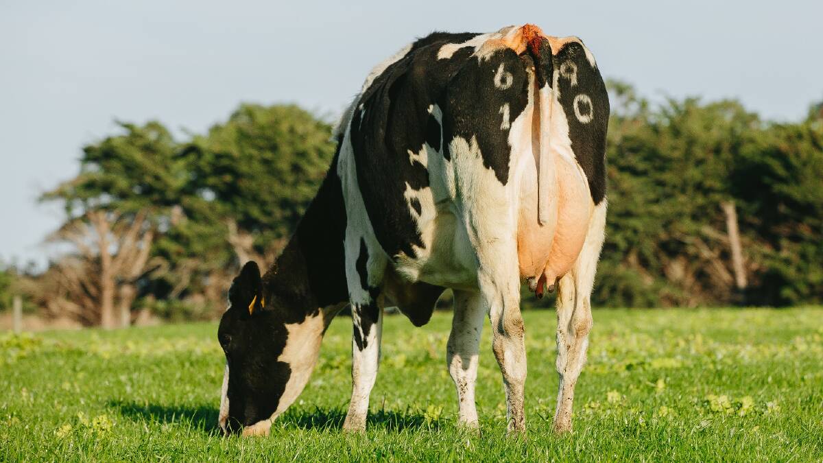 Dairy farm profitability lifts