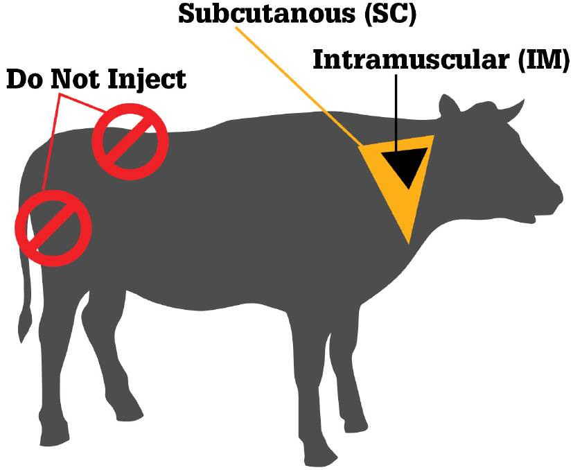 All injections must be placed forward of the neck. It is never acceptable to inject any animal in any other location.