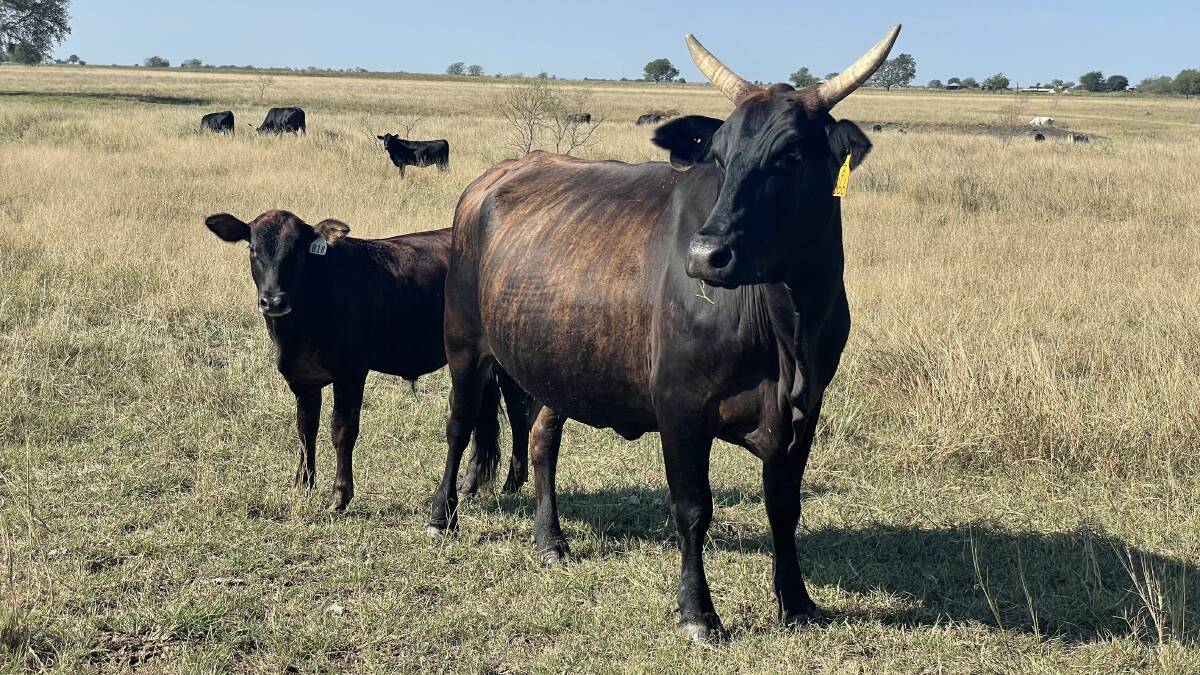 A Nellore-Angus F2 cow, 15 years, with calf from the Texas A&M University research herd. Small udders are a plus of the Nellore contribution to such crosses. Picture courtesy A&M.