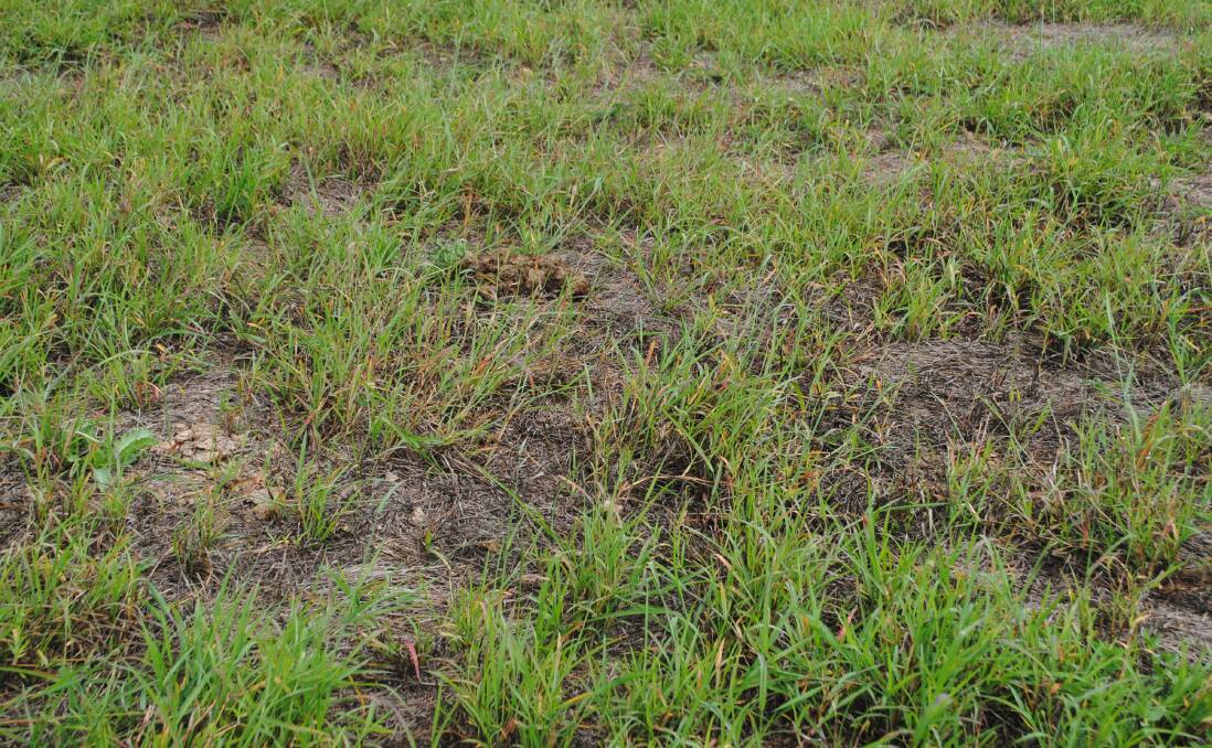 IN FOCUS: The early stages of pasture dieback in southern Queensland.