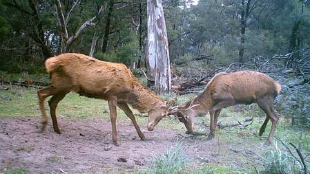 Community leads battle against wild deer