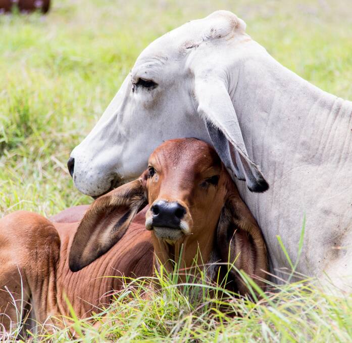 Sensors, blood profiling hone in on battle against calf loss