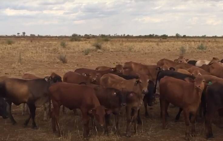 Cattle on Nerrima Station in the West Kimberley.