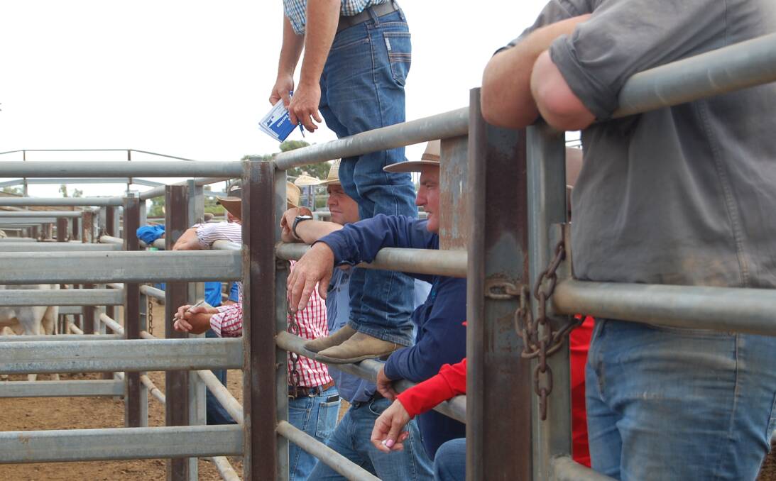 Cattle prices continue to drop, but is the lack of confidence in line with reality? 