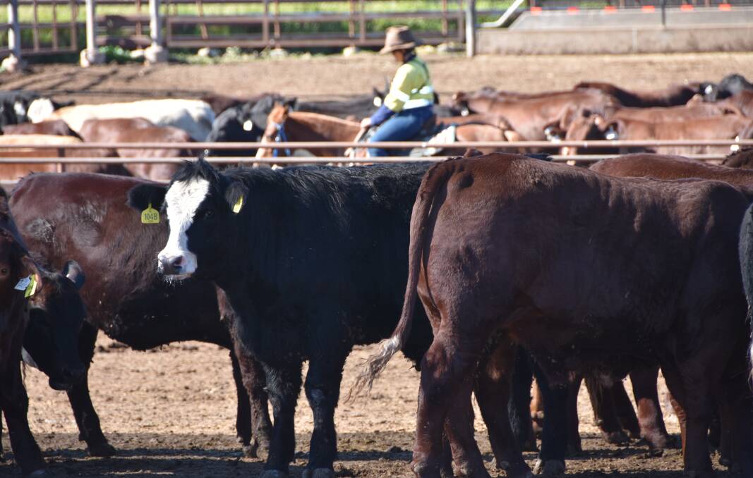 Tools for managing risk in a volatile cattle market are becoming more and more sought by producers. Picture Shan Goodwin.