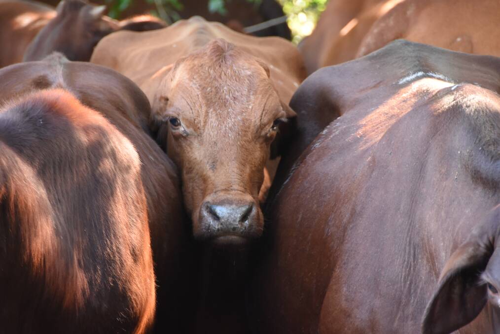 Squeeze in - bigger numbers of cattle are coming down the pipeline but beef industry leaders say that doesn't signal a supply chain crash. 